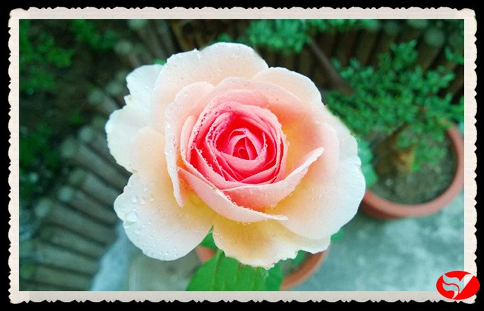 风韵丰满熟妇啪啪区老熟熟女