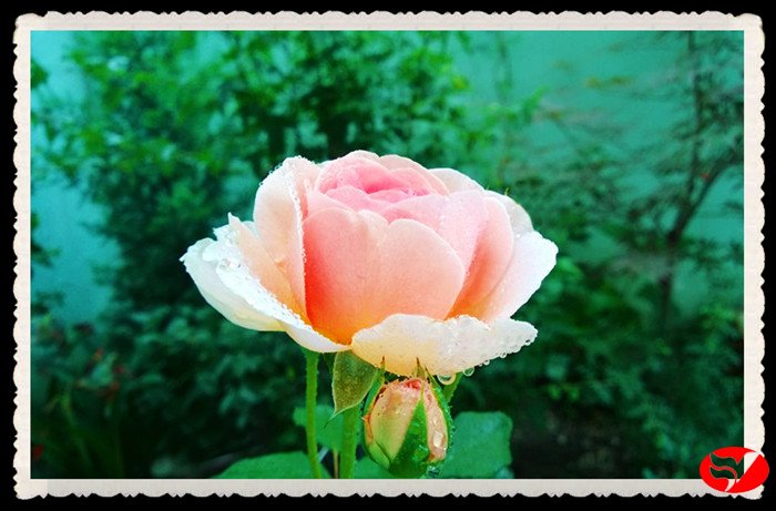 风韵丰满熟妇啪啪区老熟熟女